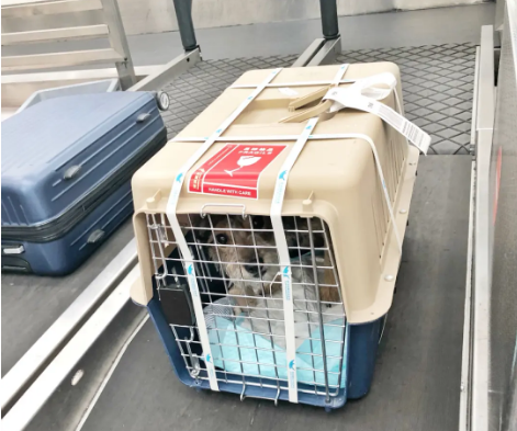 行唐宠物托运 宠物托运公司 机场宠物托运 宠物空运
